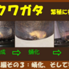 コクワガタ　繁殖に初挑戦　その３（蛹化、そして羽化）