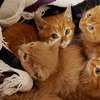 スクラップの下に隠れていた子猫たちを保護、初めは人間を怖がっていたが･･････