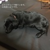 DOGBED - 毎日の生活が笑顔になれるドッグベッド