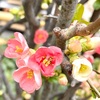 春一番と梅の花。残り物の鹿肉を使ったグヤーシュともしもの時のマカロニサラダ。