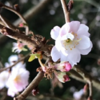 東京で桜開花