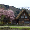 白川郷と桜