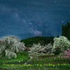 🌌又兵衛桜と天の川🌸