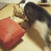 カゴバッグ争奪戦