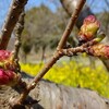 「袖ヶ浦公園桜情報」