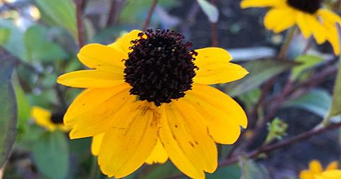 最高かつ最も包括的なオオハンゴンソウ 花 言葉 すべての美しい花の画像
