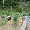 ブルーベリーの手入れ　ブラシの木の花