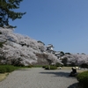 ２０２３年金沢城公園「石川門の桜」