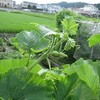 台風一過と電力自由化