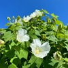 芙蓉を詠んだ短歌　いつも夕方〜夜で，萎んだ花しか知ることがなかった鎌倉本覚寺の白芙蓉．  今日は開いている姿を写真におさめました．　しろ百合はそれその人の高きおもひおもわは艶（にほ）ふ紅芙蓉とこそ　与謝野晶子　　白花の芙蓉のをはりしづかなる園はいさよふゆうべの光　山本友一　　中東湾岸　危急を告ぐる朝（あした）あした　薄くれないの芙蓉咲きつぐ　加藤克巳　　白芙蓉あしたは軽（かろ）く夕まぐれほのぼの重し光（かげ）を孕みて　栗木京子