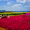 世羅の「花夢の里ロクタン」の芝桜庭園を見てきました！（広島県世羅郡）