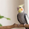 オカメインコの鳴き声一覧！ピー・ギャー・ゴニョゴニョの意味と気持ち