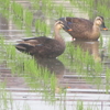 　水田にカルガモ来たる