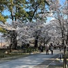 桜の季節はほんの一瞬。