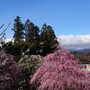 Spring has come「鈴鹿の森庭園」