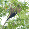 帰り道の思わぬ鳥に出くわした。（２０１９　０８２７）