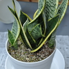 サンセベリアの子株を株分けする（Snake Plant・増やし方・水やり）