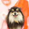 ポメラニアンのしのちゃん