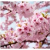 桜の花 クローズアップ 写真