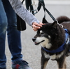 犬の森流をすべての人に贈りたい