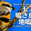 モズの鳴き声【野鳥図鑑・鳴き声図鑑】Lanius bucephalus 　Shrike