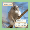 【芝川第一調整池&大間木公園】チバエナガ、ベニマシコなど 1/31