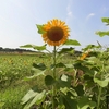 小学１年生初めての夏休みの過ごし方