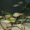 カワバタモロコ Hemigrammocypris rasborella