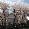 Tomのマンションの前の桜も満開です。