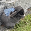 母の日参り