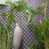 今夜の夕食は？『春の七草粥』VS『おでん』、勝者は…。～無病息災を願う～