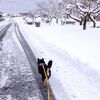 犬は犬だけど、動物なのだ。