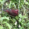 タカサゴマシコ(Taiwan Rosefinch)