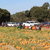 Pumpkin Patch @ Webb Ranch 2017/10