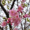 河津桜🌸開花情報
