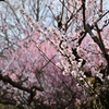 🌸先週末の小石川植物園は梅の花が満開でした😊