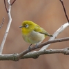 鳥撮散歩　ホオジロ、アオジ、ウグイスは撮り逃し💦