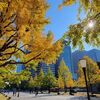 『行幸通り』イチョウ並木の紅葉と『皇居外苑』散歩