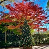 冬の白金めぐり☆八芳園の紅葉とグルメ