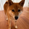 おらのお日様