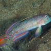  No.094 ケショウハゼ (Oplopomus oplopomus)