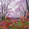 京都「原谷苑」の桜。