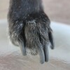 犬の爪切り自分で上手にできますか？