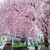 桜が満開