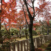 京都の紅葉寺社巡りは観光客に阻まれ退散