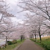 今年の桜