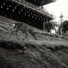 早朝の東大寺二月堂（その３）