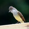 ベリーズ　 Brown-crested Flycatcher（ブラウンクレステッド　フライキャッチャー）