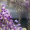 國領神社の藤の花