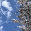 桜はいつでも魅力的